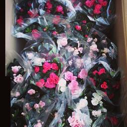 Koop een azalea en steun kom op tegen kanker! #igbeernem