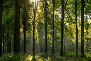foto: 0608 - het bos als verborgen samenleving.jpg klein.jpg