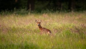 foto: 0207 - hoe de natuur ontwaakt wanneer de zon ondergaat.jpg klein.jpg