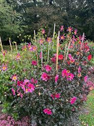 foto: dahlia's op hun mooist