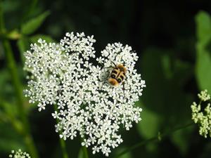 foto: Natuurpunt