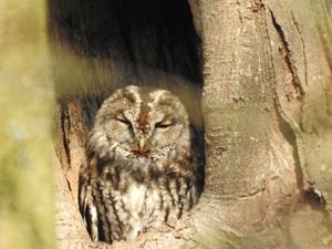 foto: Natuurwandeling - Uilen in Bulskampveld.JPG