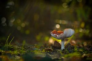 foto: Natuurwandeling - paddenstoelen spotten.jpg