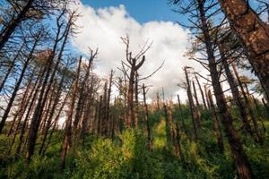 foto: Natuurwandeling - effecten van klimaatverandering op het bos.jpg