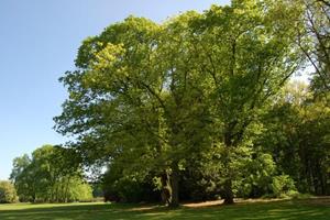foto: Natuurwandeling - exoten in Bulskampveld.jpg