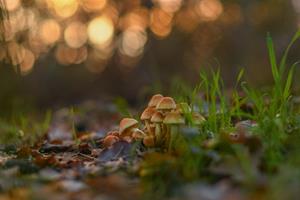 foto: Basiscursus - paddenstoelen determineren in het veld.jpg